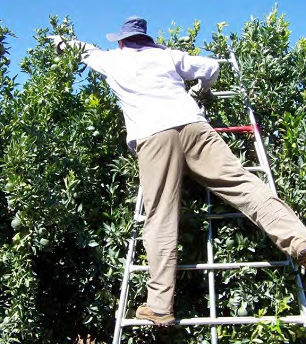 Man displaying the incorrect method of picking fruit whilst using a bow ladder.