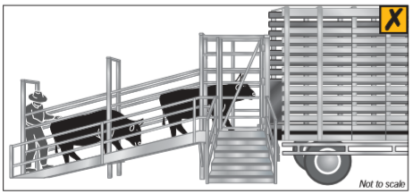 Do not allow a person to load cattle from inside the ramp. The ramp must also not allow a person to place limbs through bars