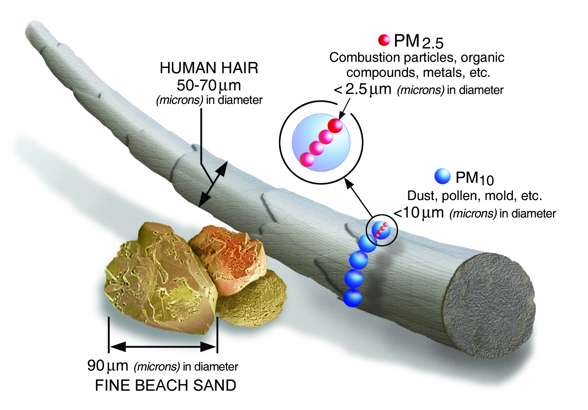 Size comparisons for particulate matter particles